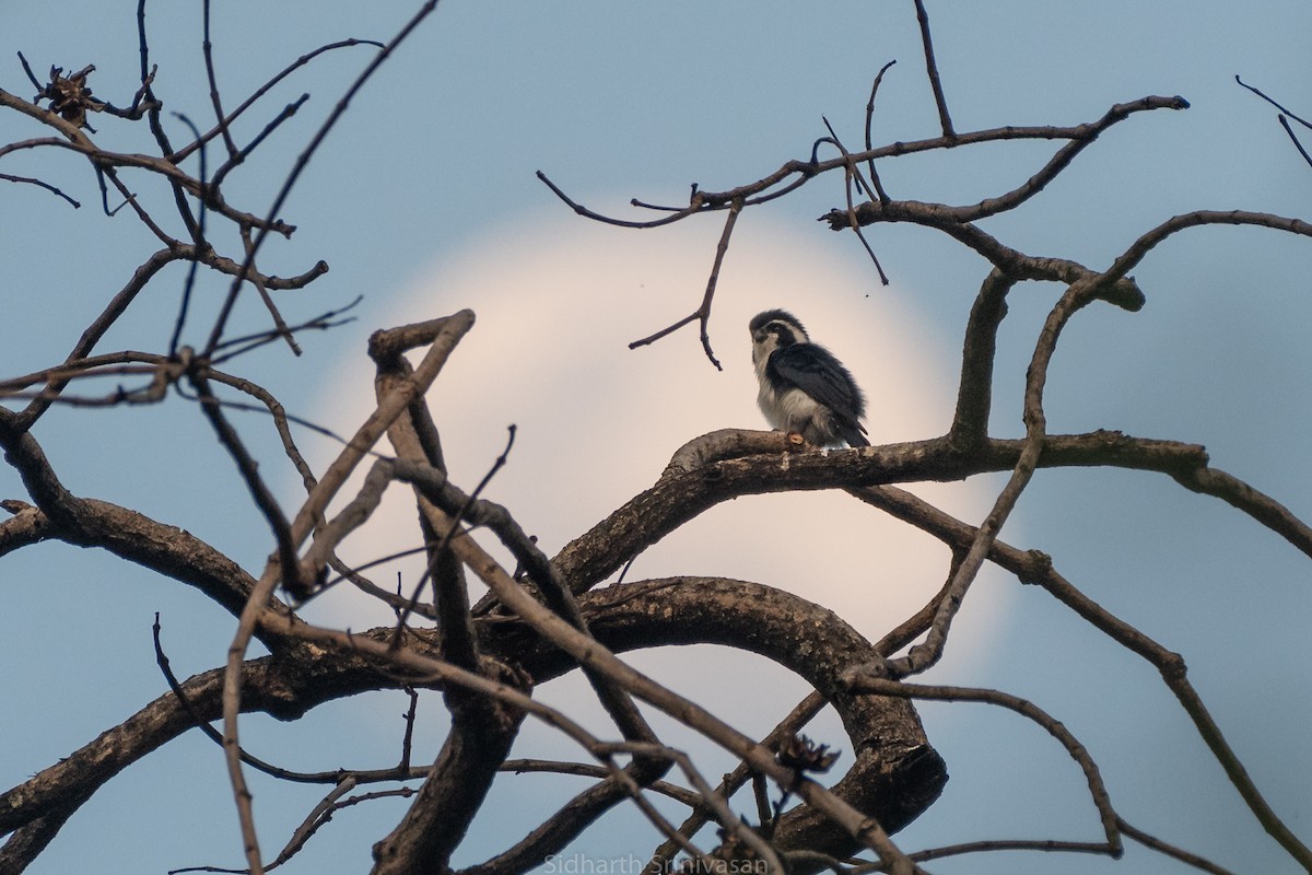 Pied Falconet - Sidharth Srinivasan