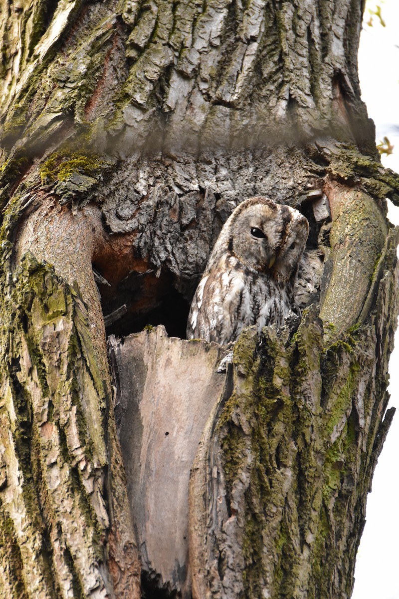 Tawny Owl - Yulia Vlasova