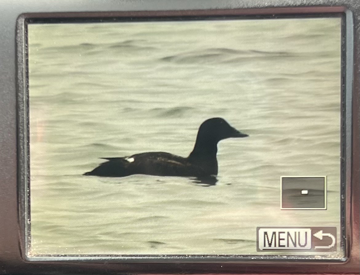 White-winged Scoter - ML617655392