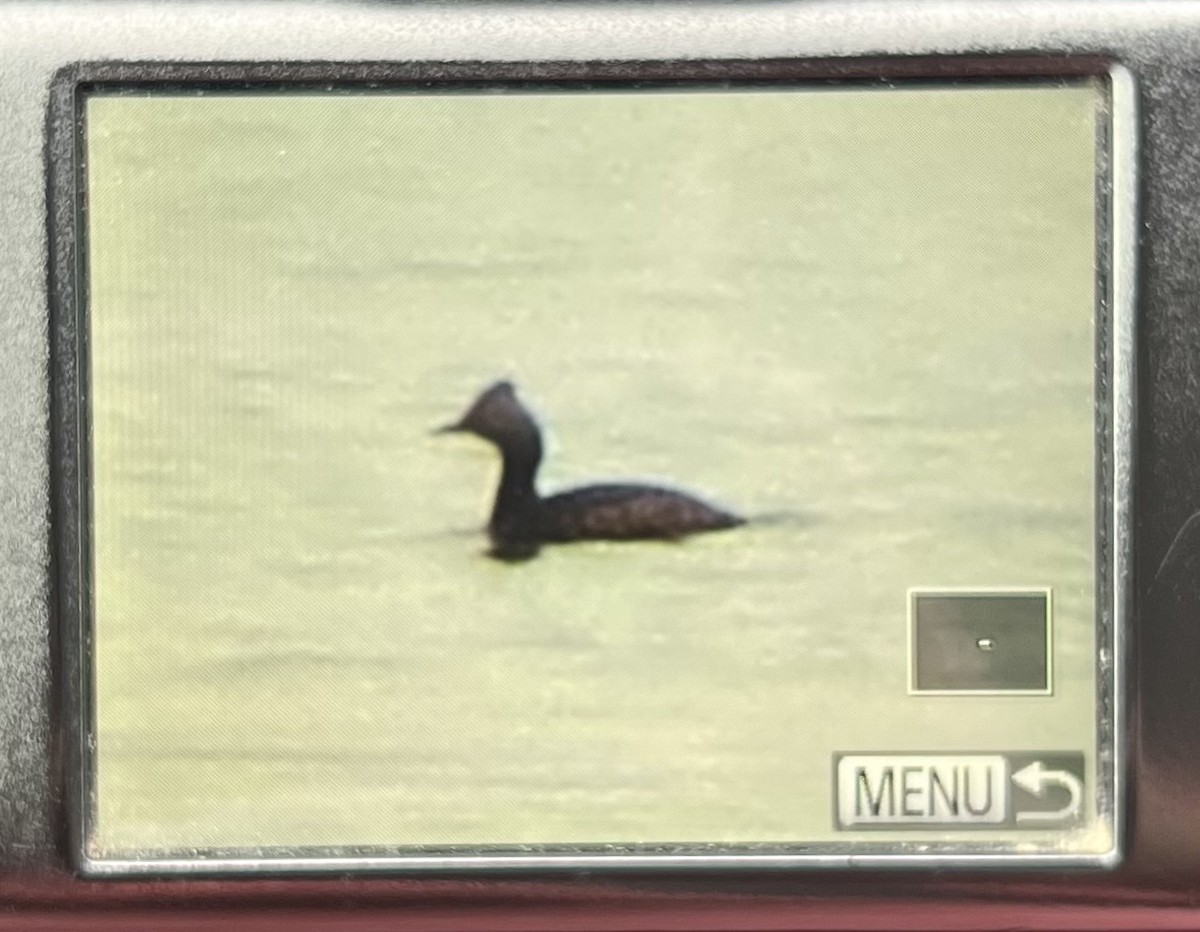 Eared Grebe - ML617655402