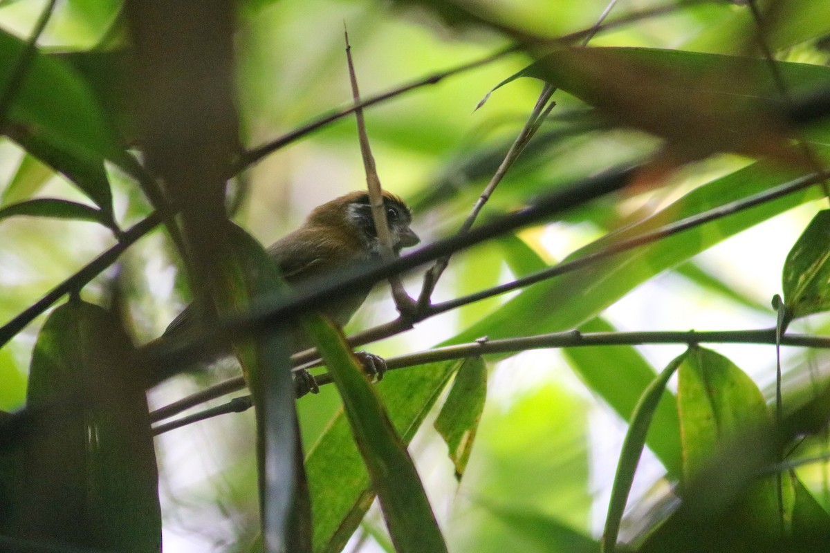 Black-throated Parrotbill (Black-eared) - ML617655460