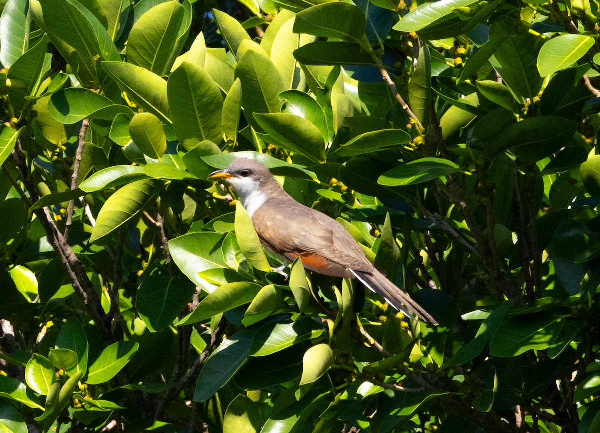 Yellow-billed Cuckoo - Hap Ellis