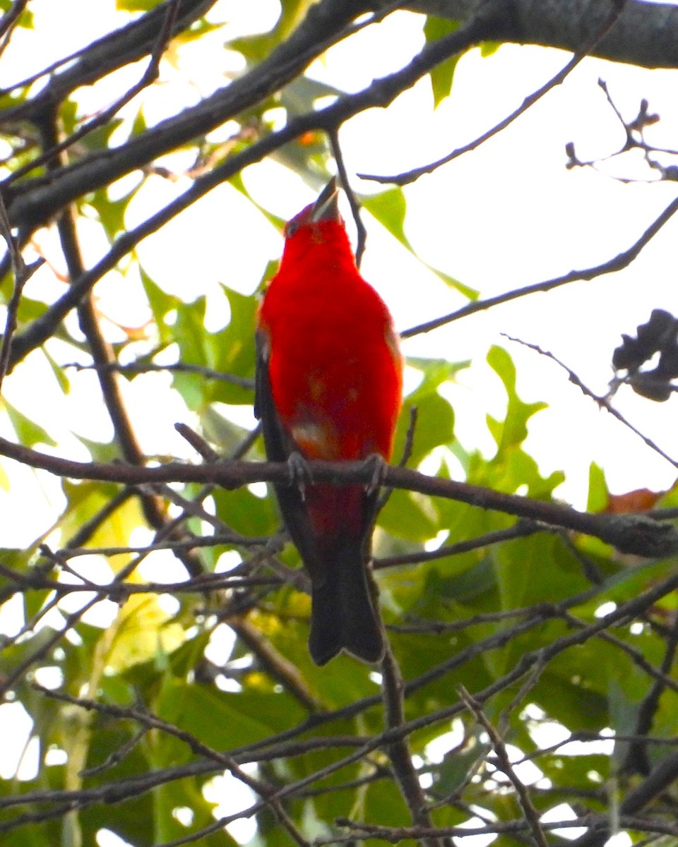 Scarlet Tanager - Nick Komar