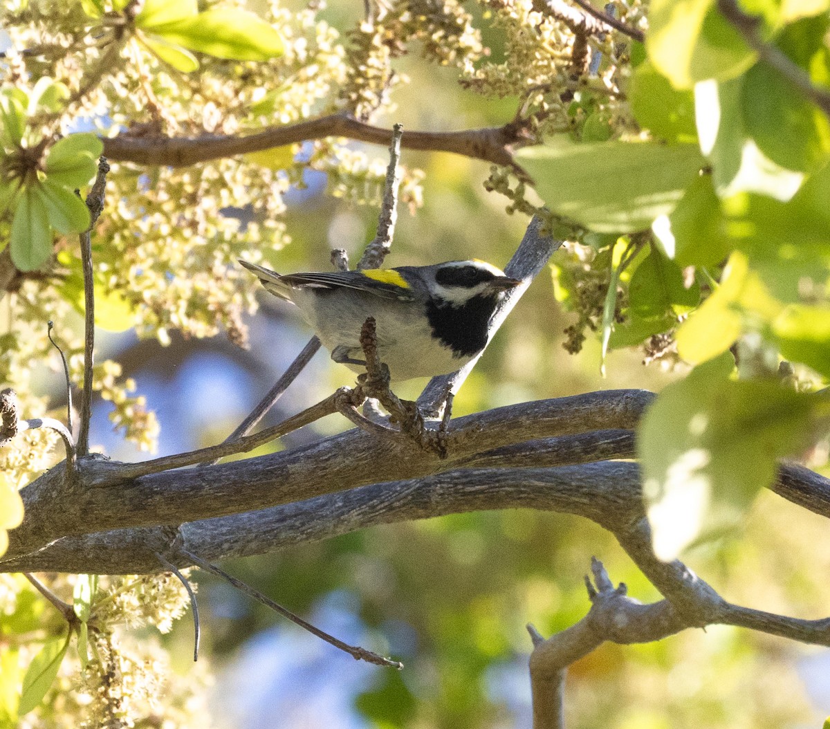 Golden-winged Warbler - Hap Ellis