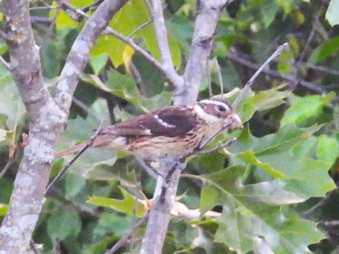 Rose-breasted Grosbeak - ML617655542