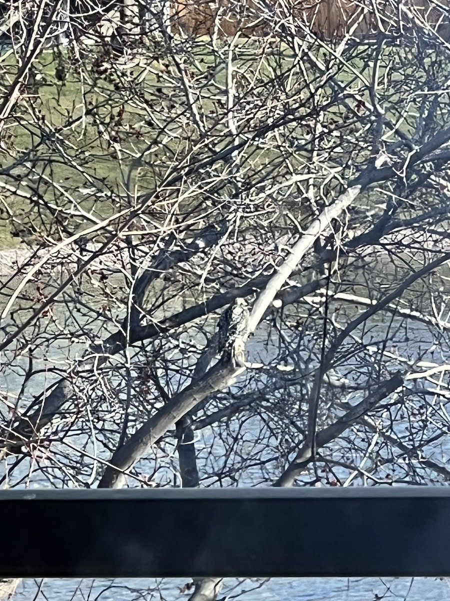 Downy Woodpecker - Zoey Bostick