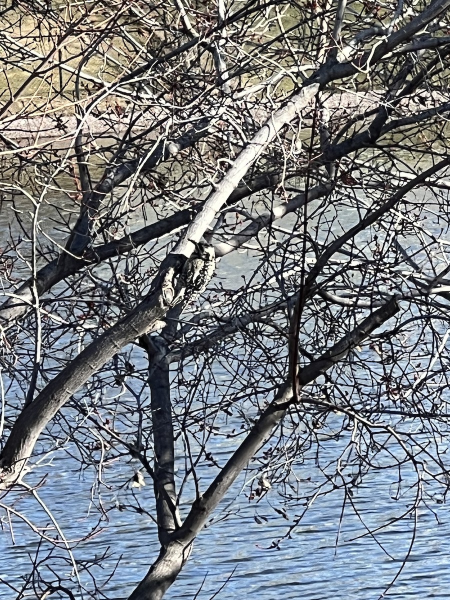 Downy Woodpecker - Zoey Bostick