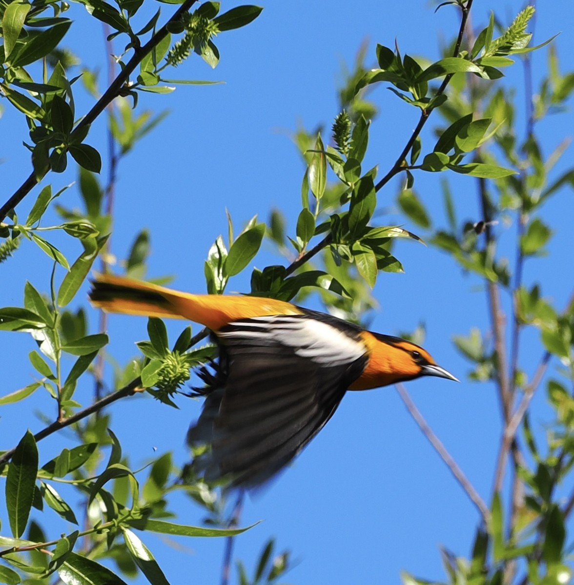 Bullock's Oriole - ML617655590