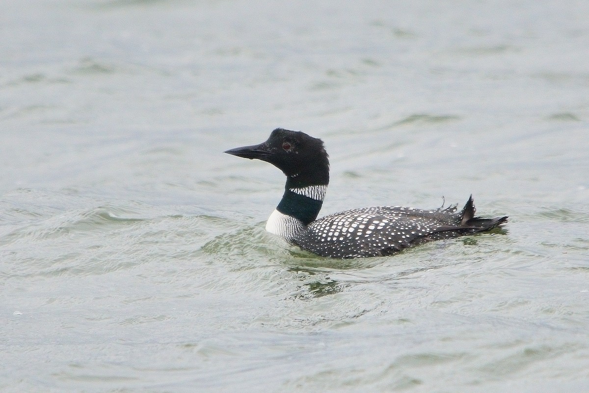 Common Loon - John Gordinier