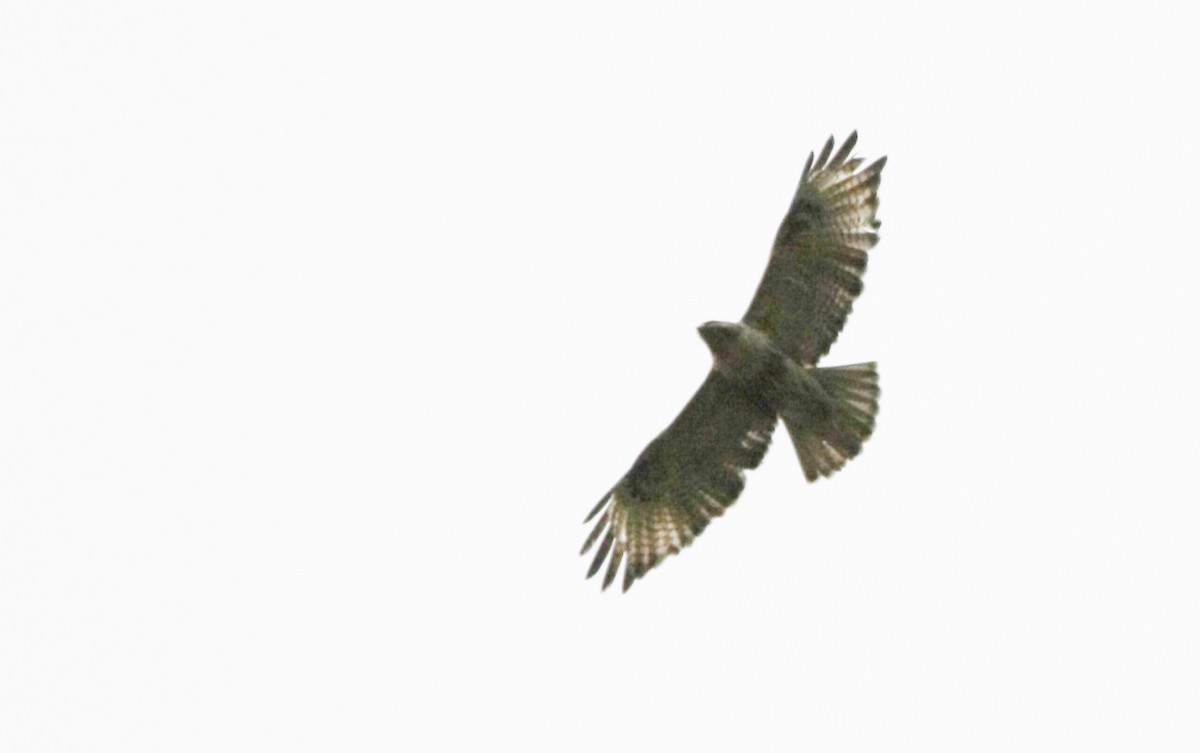 Eastern Buzzard - ML617655614