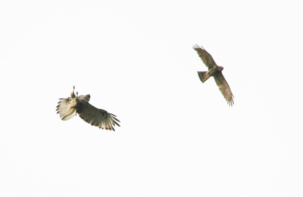 Gray-faced Buzzard - ML617655618