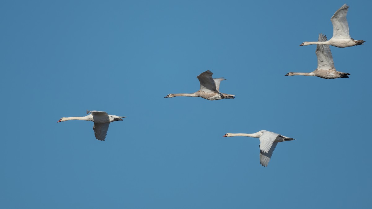 Mute Swan - ML617655669