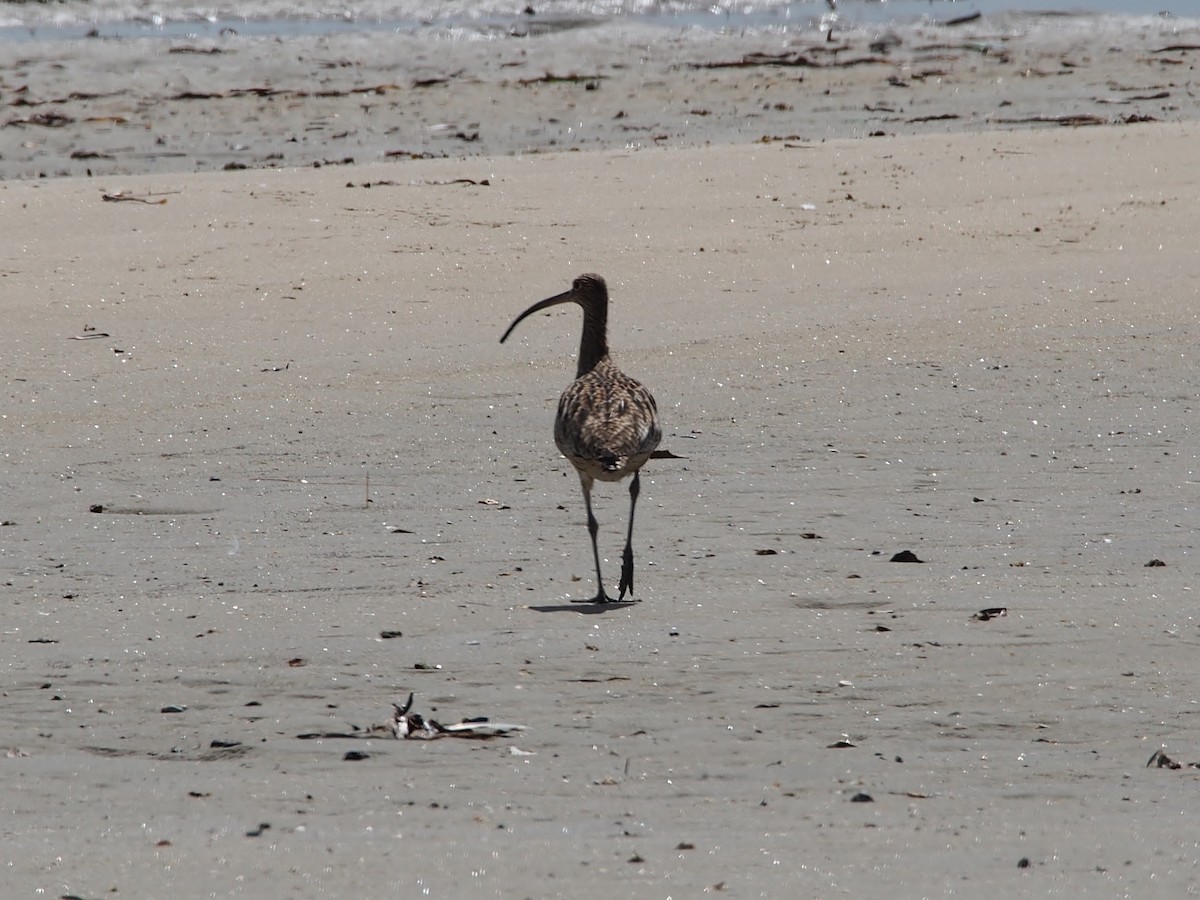 ホウロクシギ - ML617655679