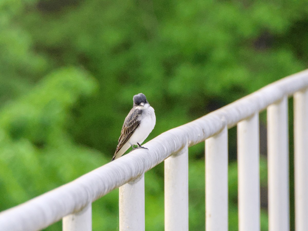 Eastern Kingbird - Louie Lu