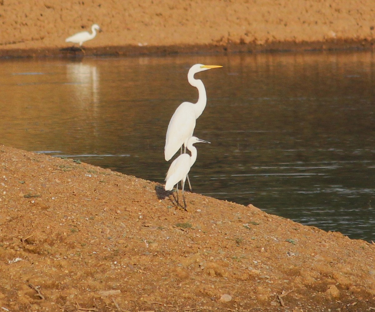 Little Egret - ML617655698