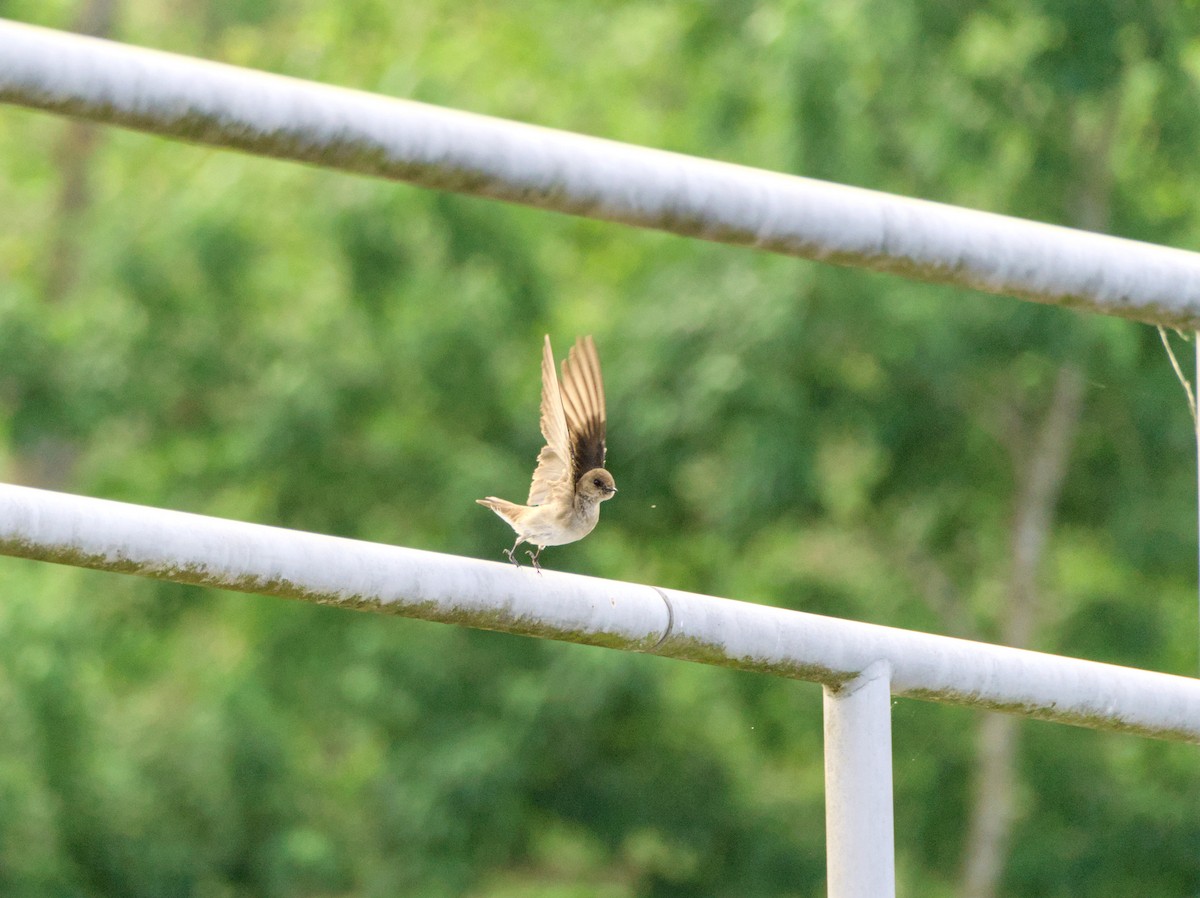 Northern Rough-winged Swallow - Louie Lu