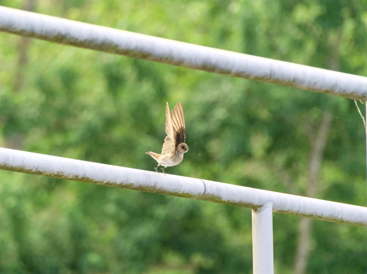 Golondrina Aserrada - ML617655701