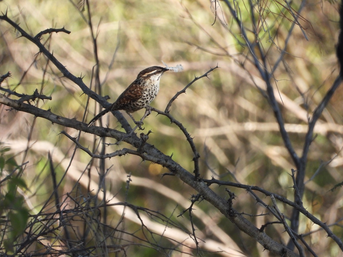 Boucard's Wren - ML617655716