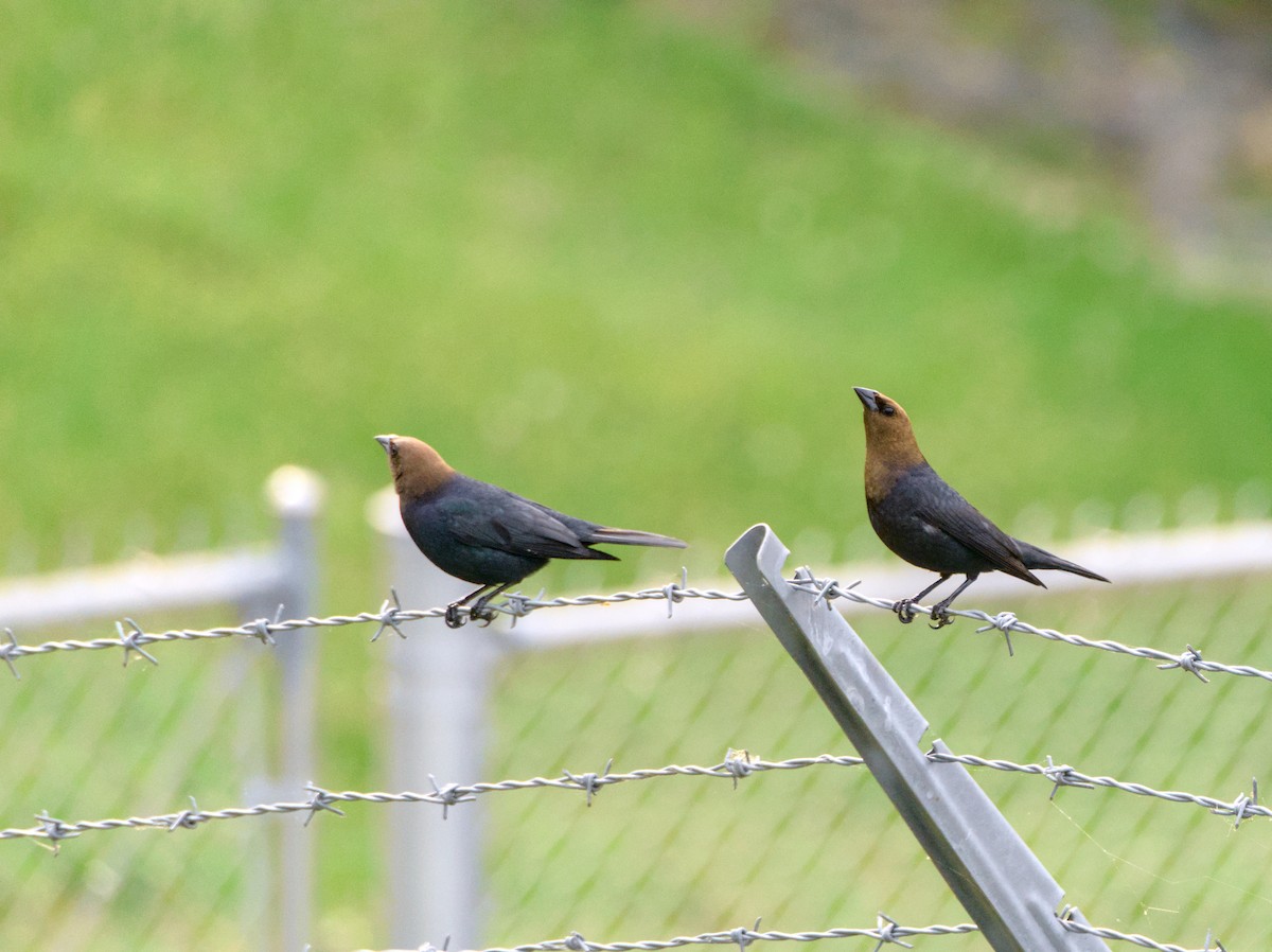 Brown-headed Cowbird - Louie Lu