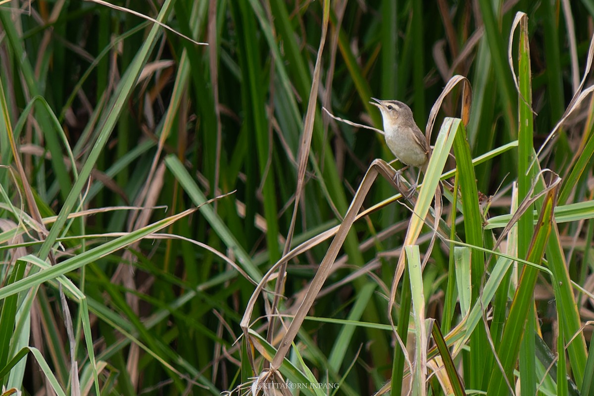 Black-browed Reed Warbler - Kittakorn Inpang