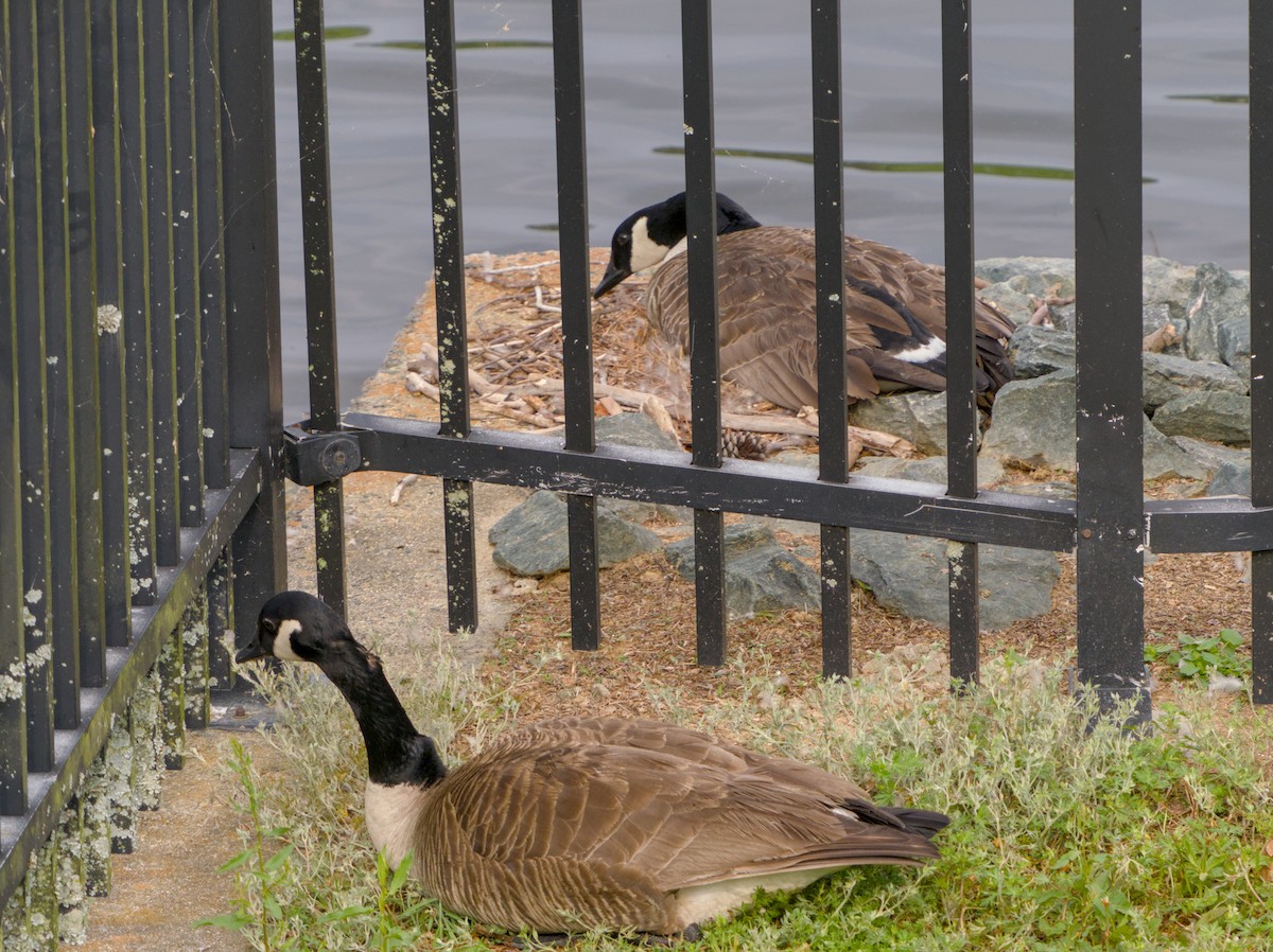 Canada Goose - ML617655773