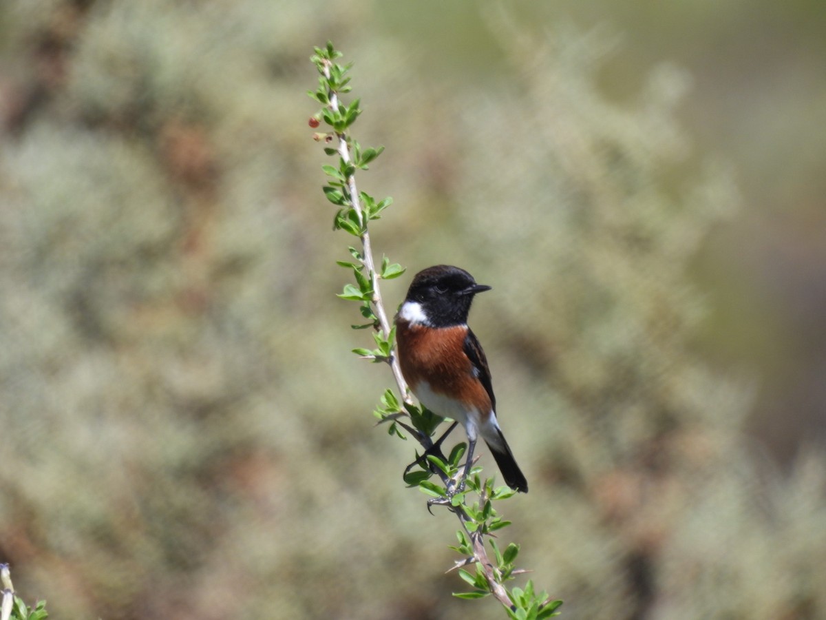 African Stonechat - Timothy Kasper