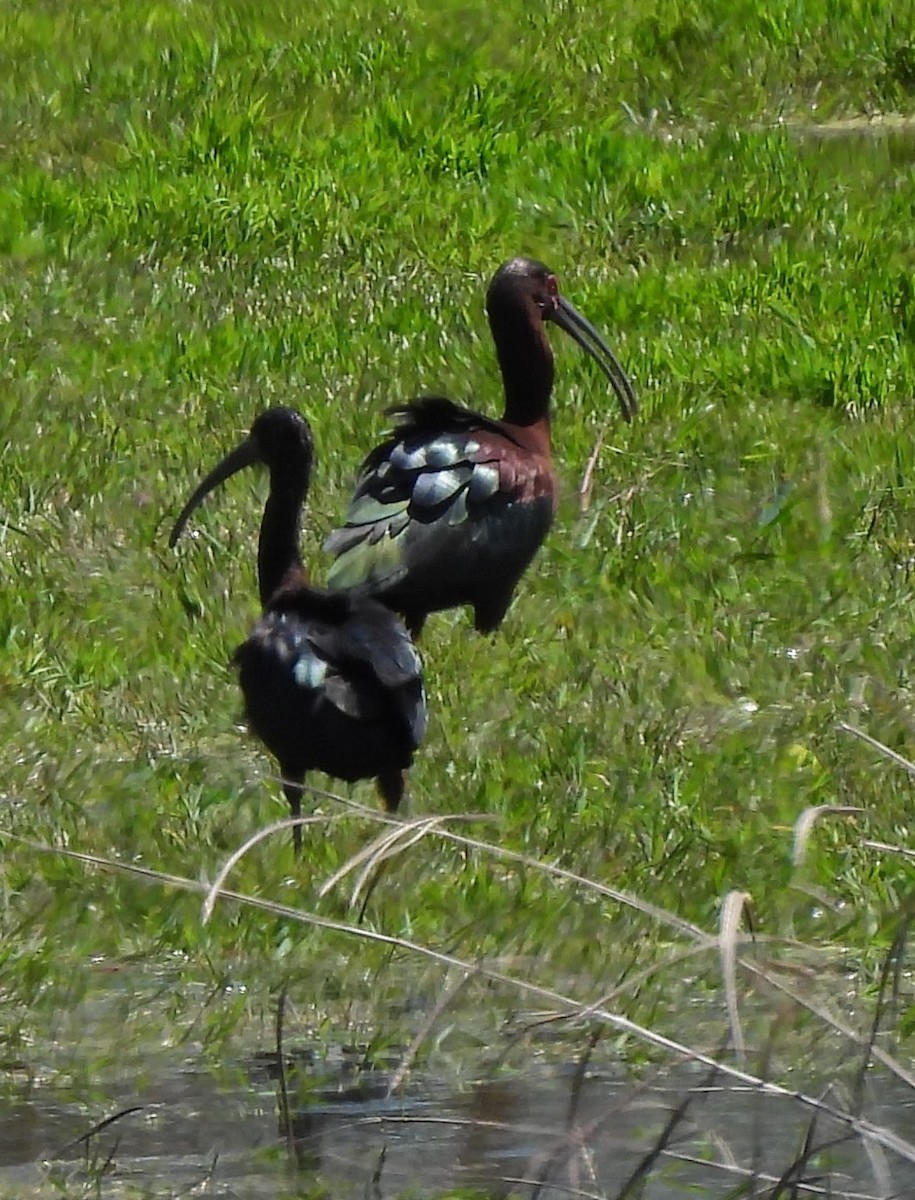 White-faced Ibis - ML617655804