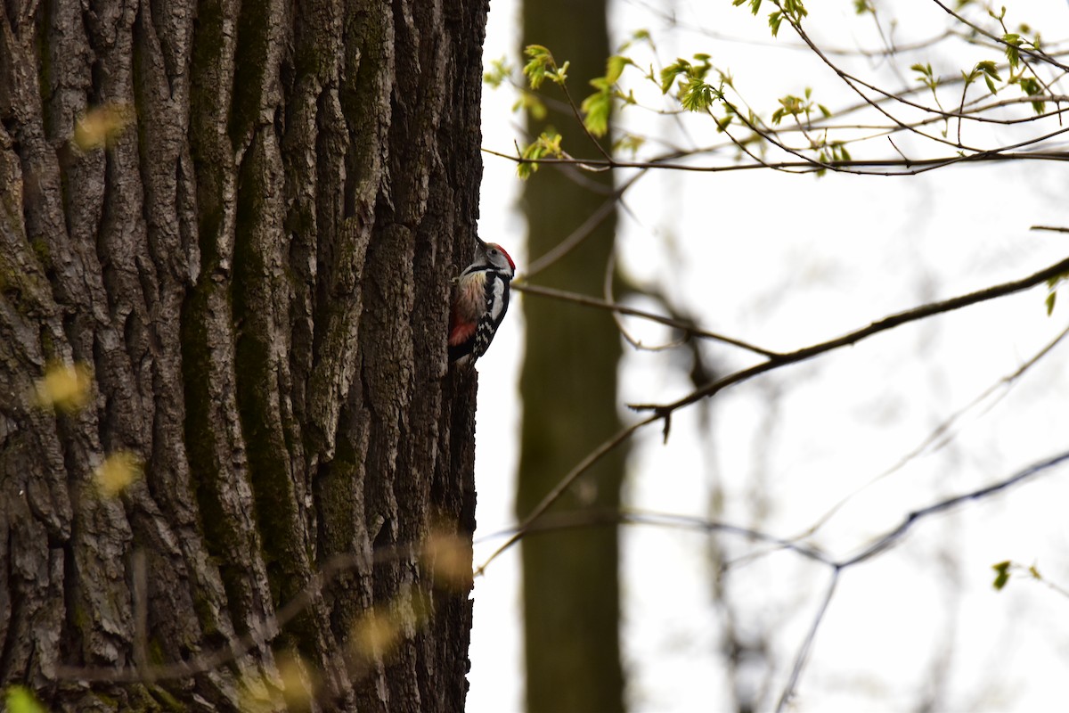 Middle Spotted Woodpecker - Yulia Vlasova