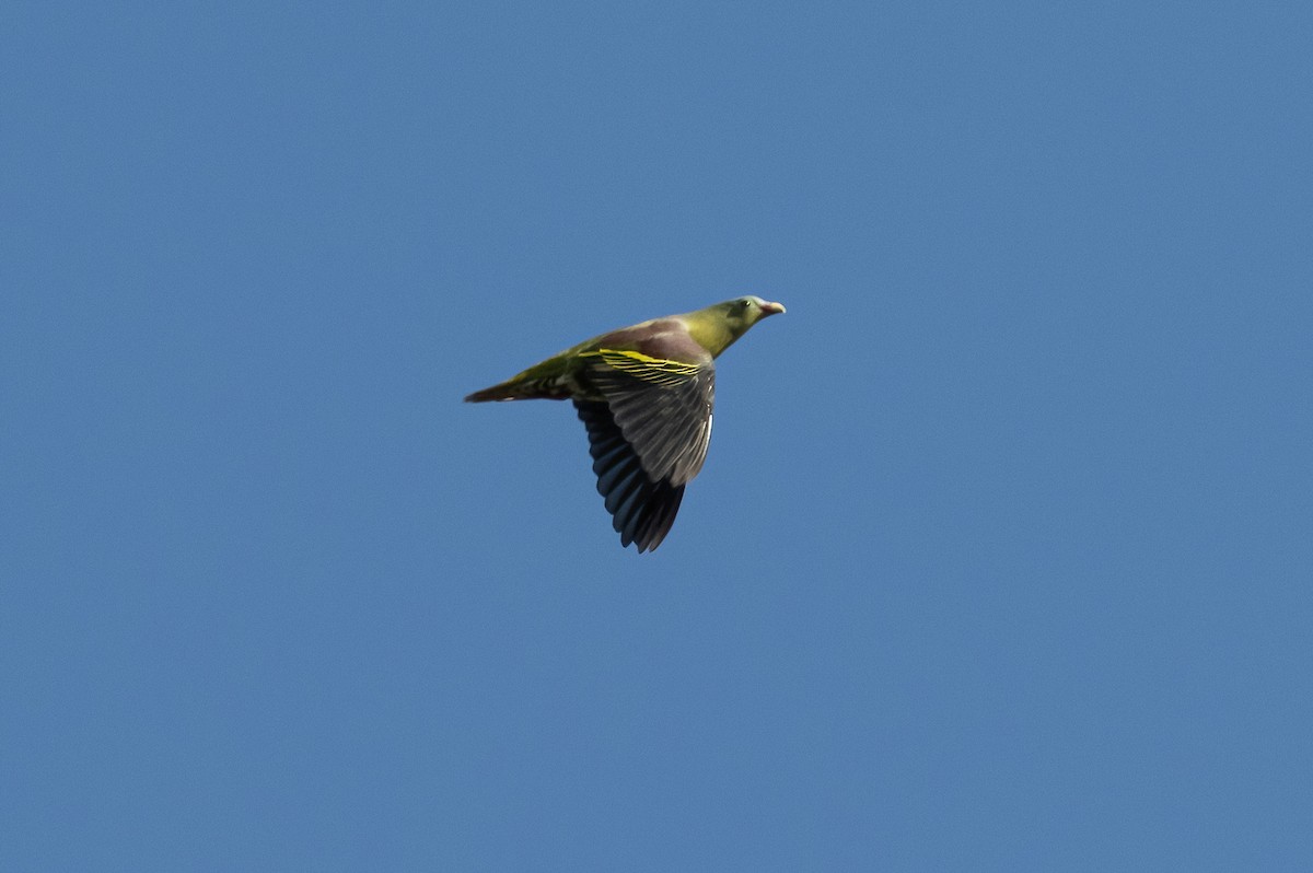 Thick-billed Green-Pigeon - ML617655841