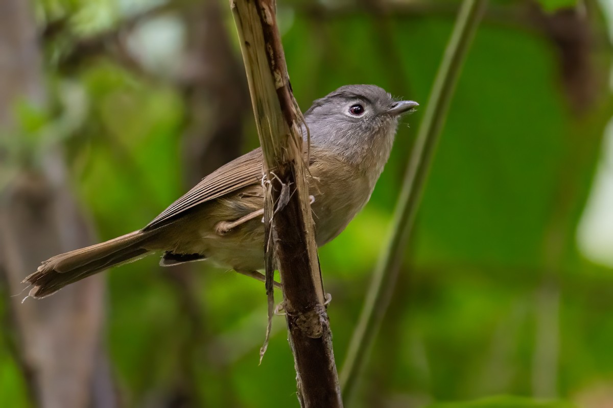 Yunnan Fulvetta - ML617655848