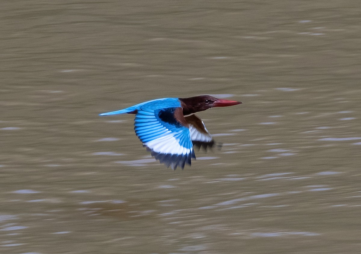 White-throated Kingfisher - ML617655872