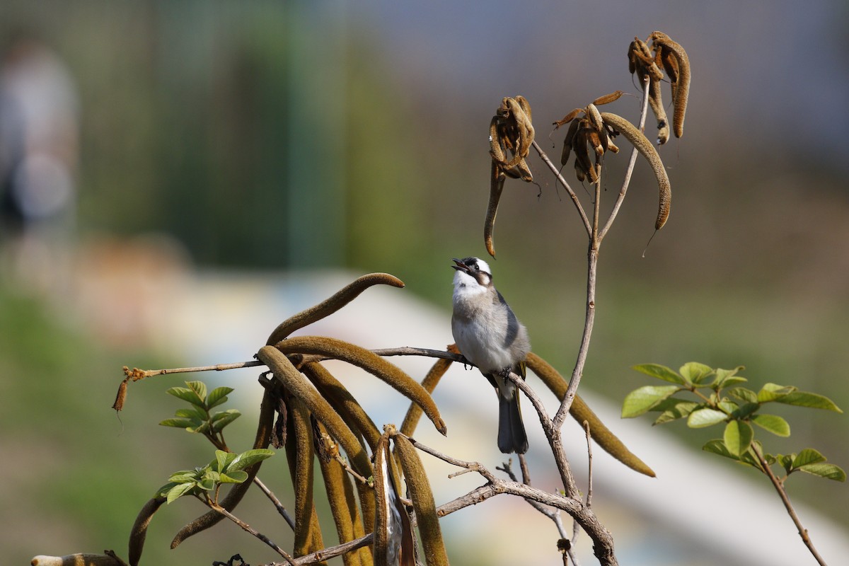 Light-vented Bulbul (formosae/orii) - ML617656051