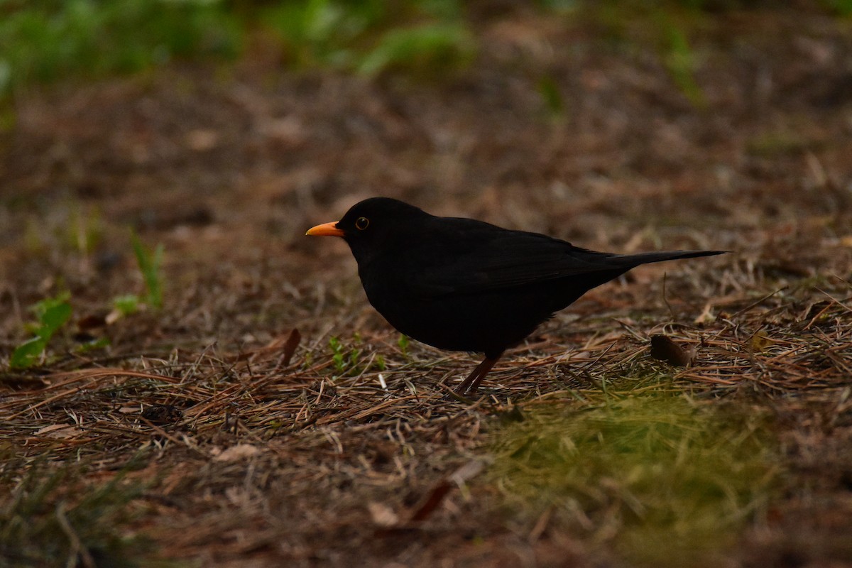 Eurasian Blackbird - Yulia Vlasova