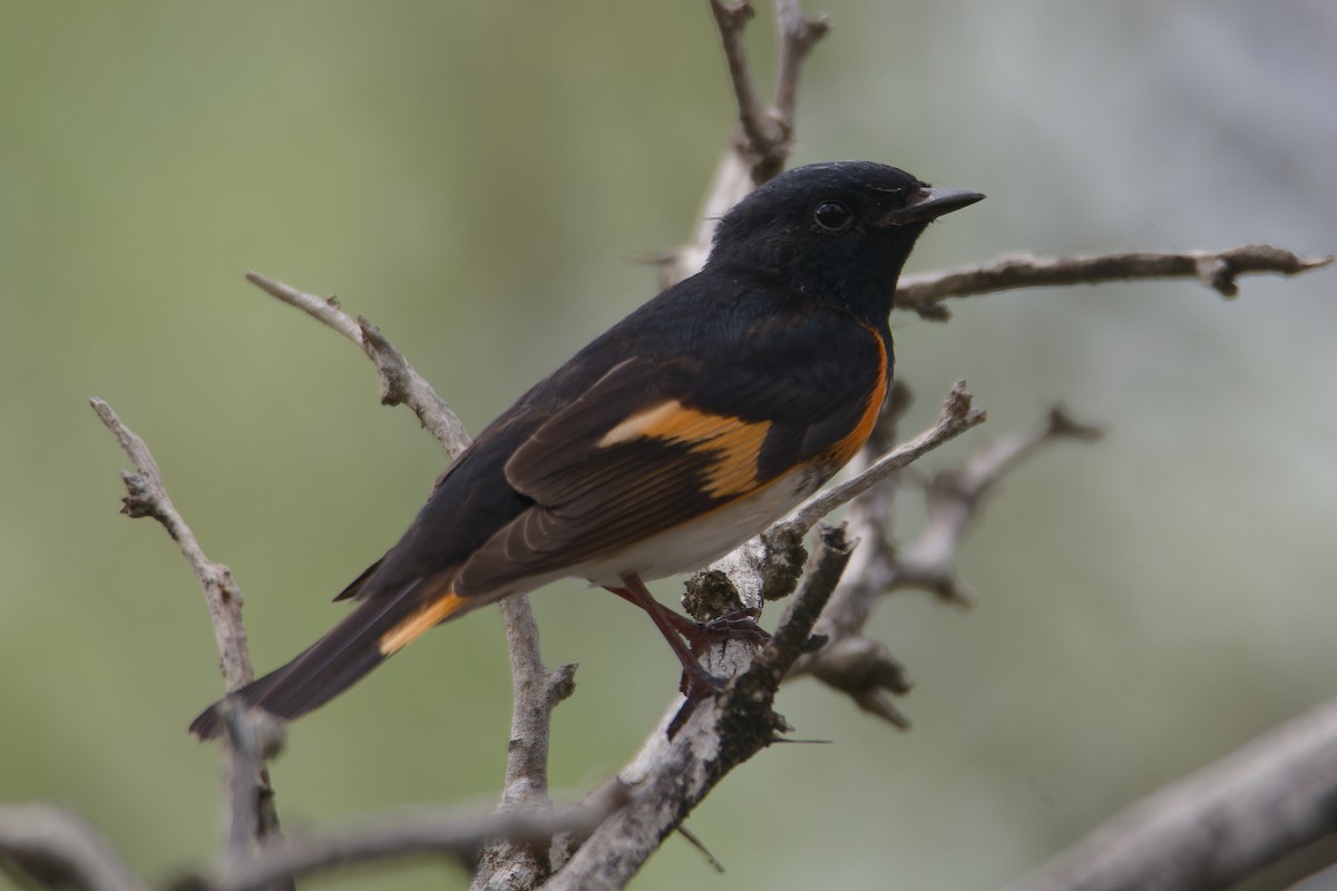 American Redstart - ML617656084