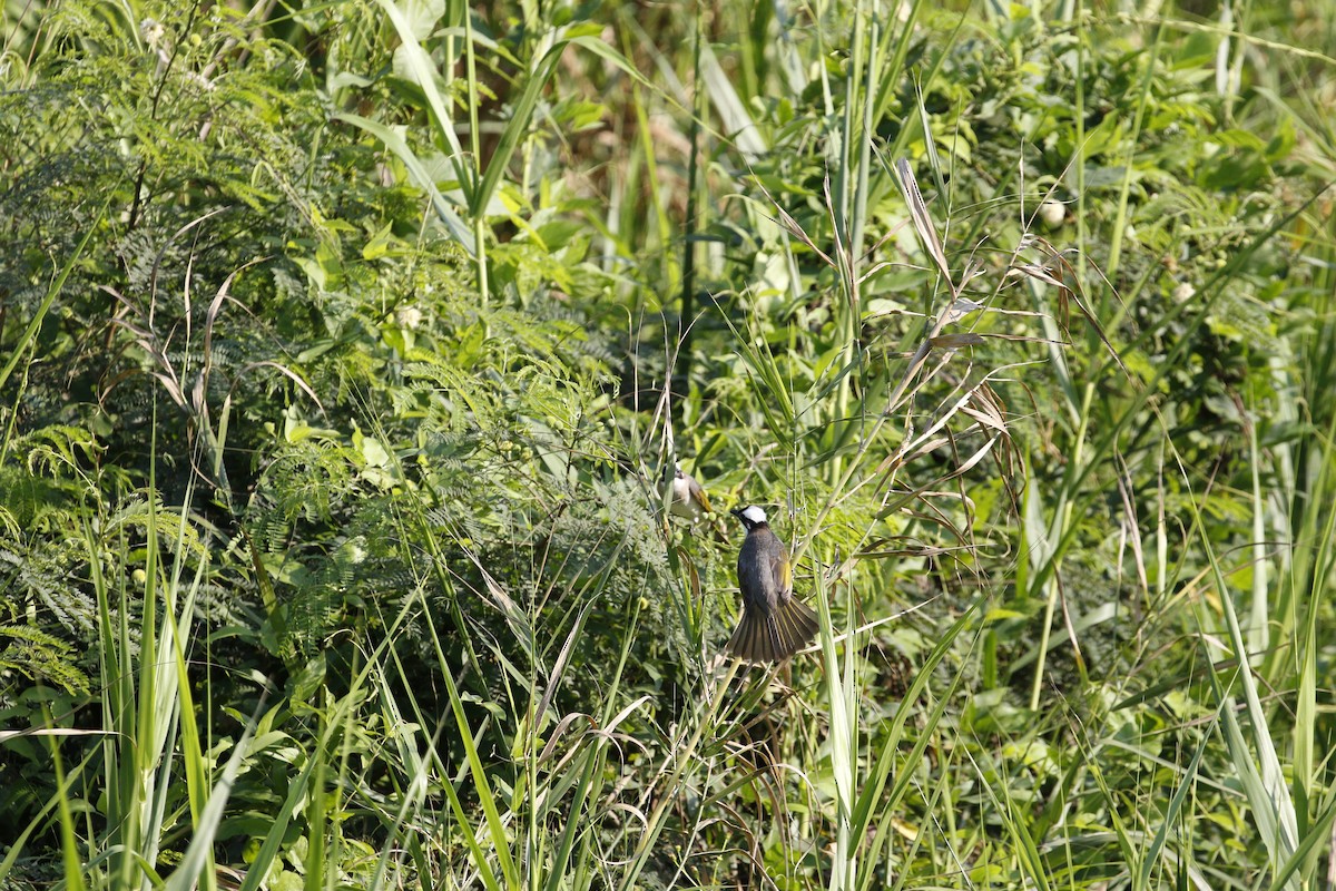 Light-vented Bulbul (formosae/orii) - ML617656092