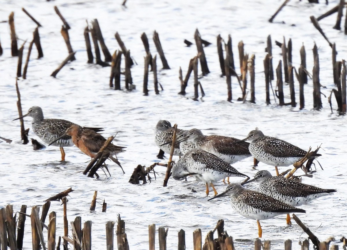 Long-billed Dowitcher - ML617656185