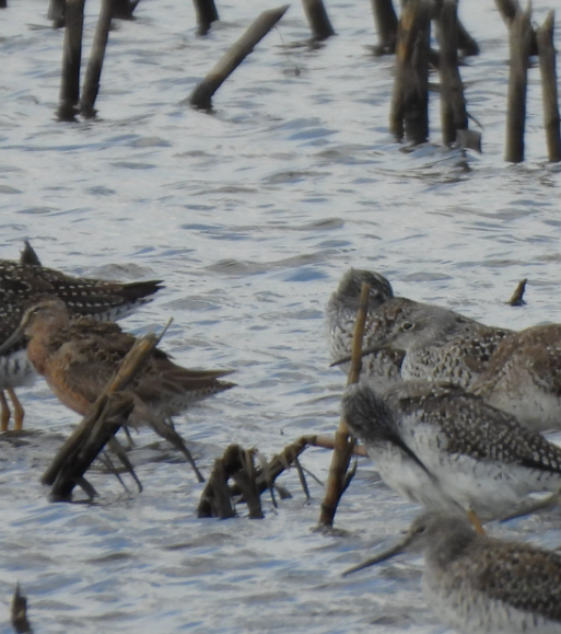 Long-billed Dowitcher - ML617656199