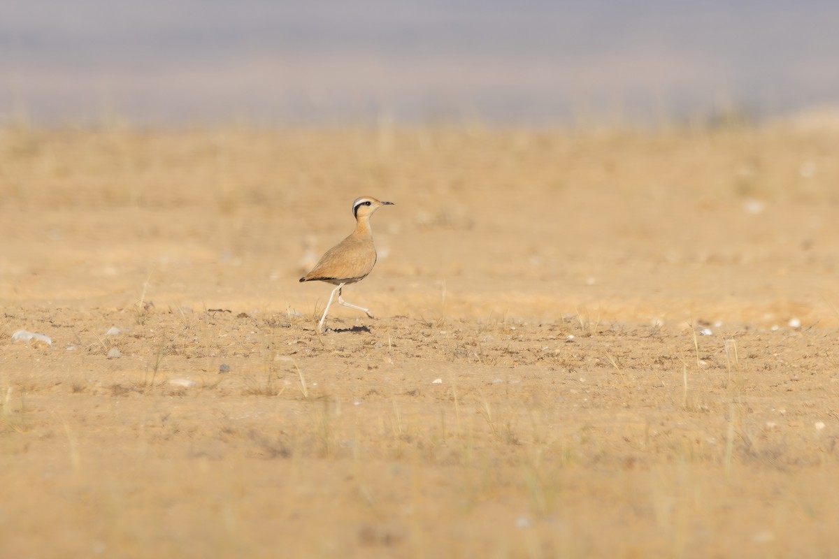 Cream-colored Courser - ML617656209