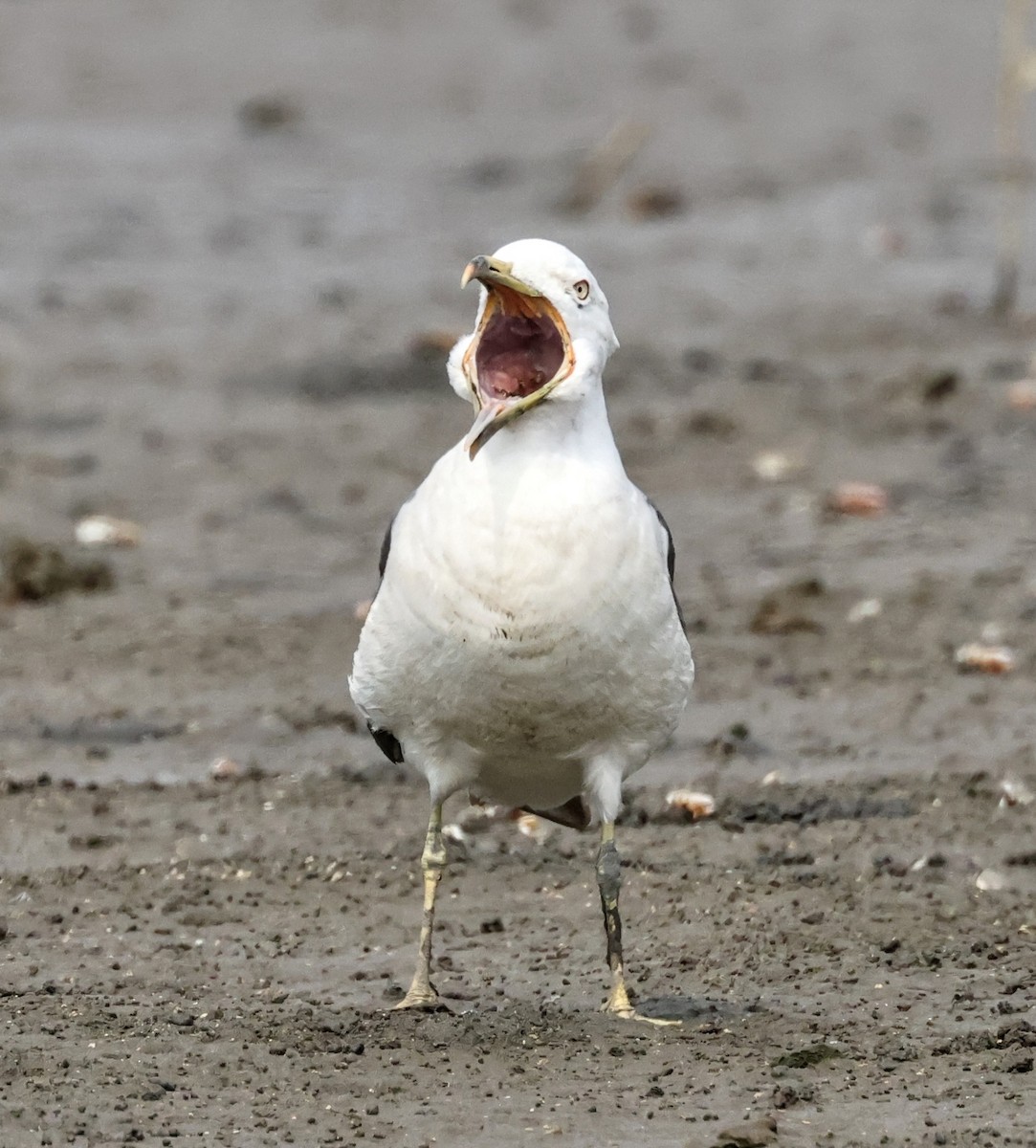 Black-tailed Gull - Chung-ying Lin