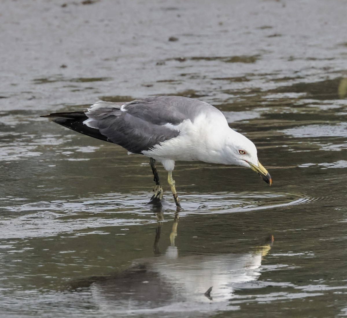 Black-tailed Gull - ML617656214