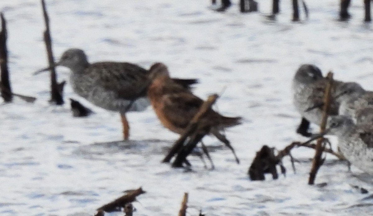 Long-billed Dowitcher - ML617656216