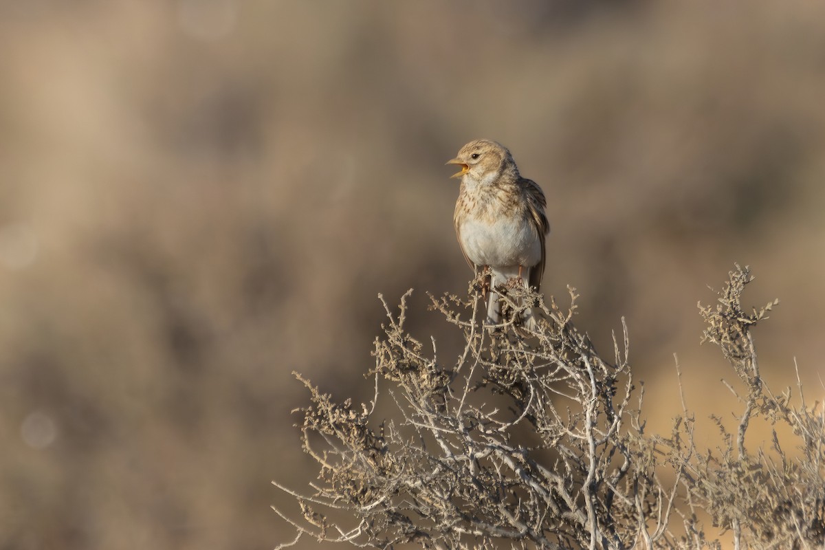 Mediterranean Short-toed Lark - ML617656230