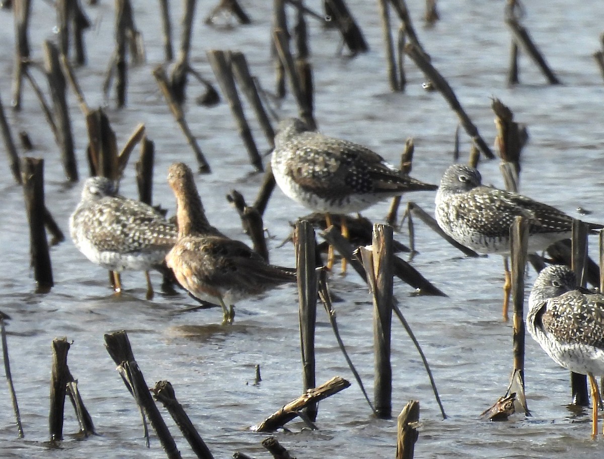 Long-billed Dowitcher - ML617656236