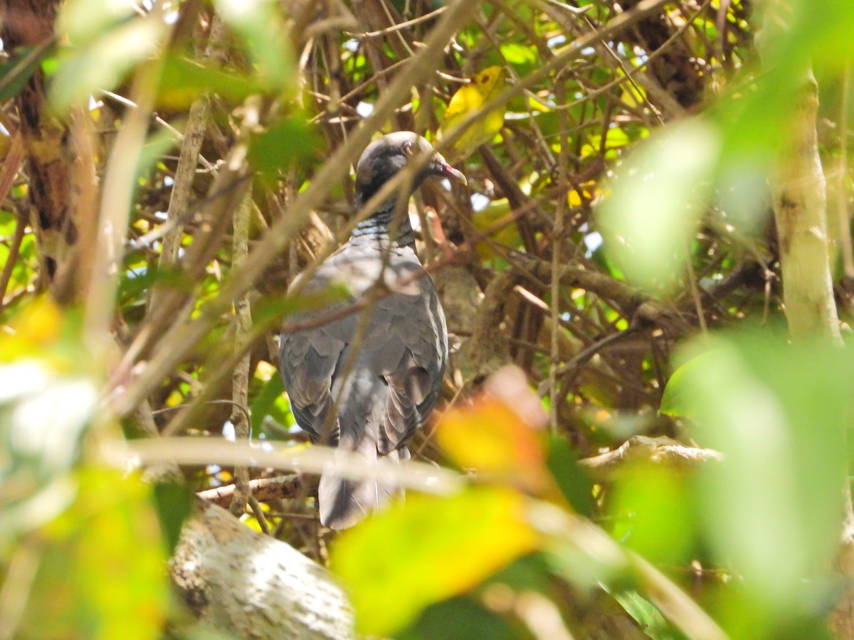 White-crowned Pigeon - ML617656274