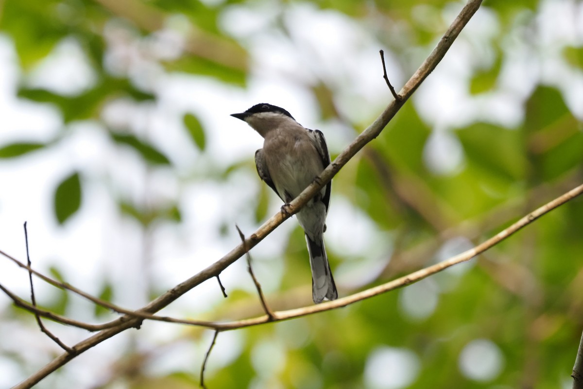 Bar-winged Flycatcher-shrike - ML617656288