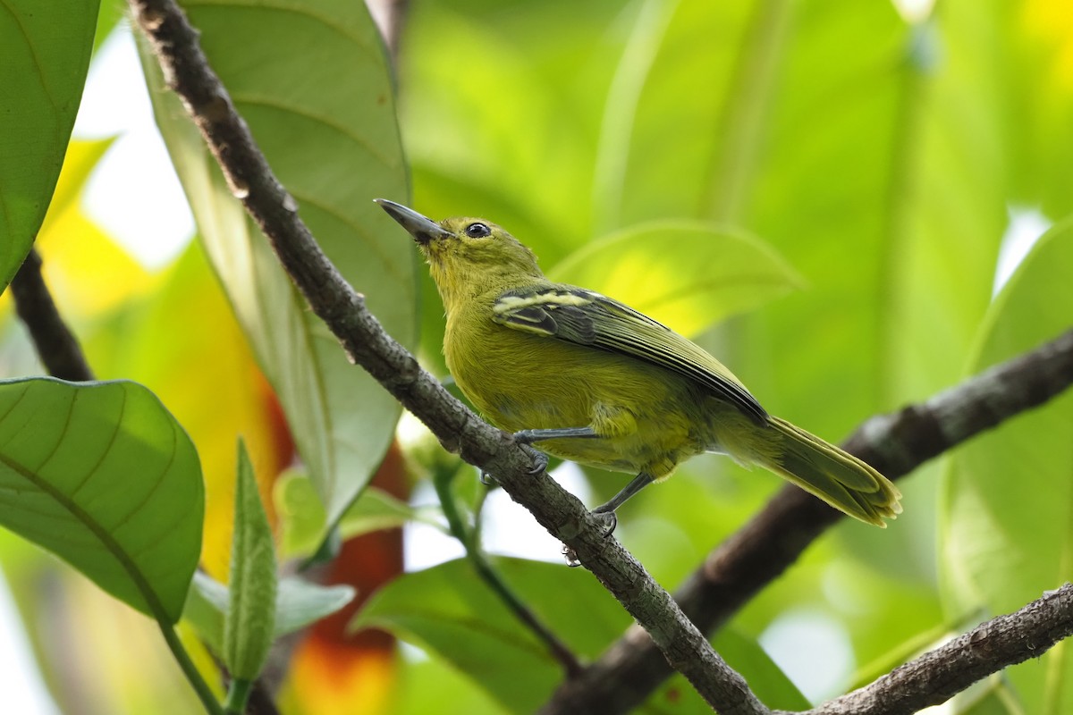 Green Iora - ML617656317