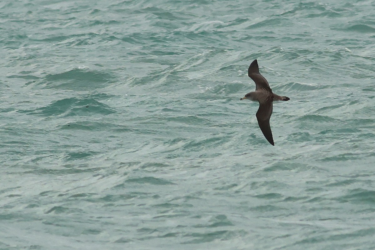 Cory's Shearwater (Scopoli's) - Andrzej Kośmicki