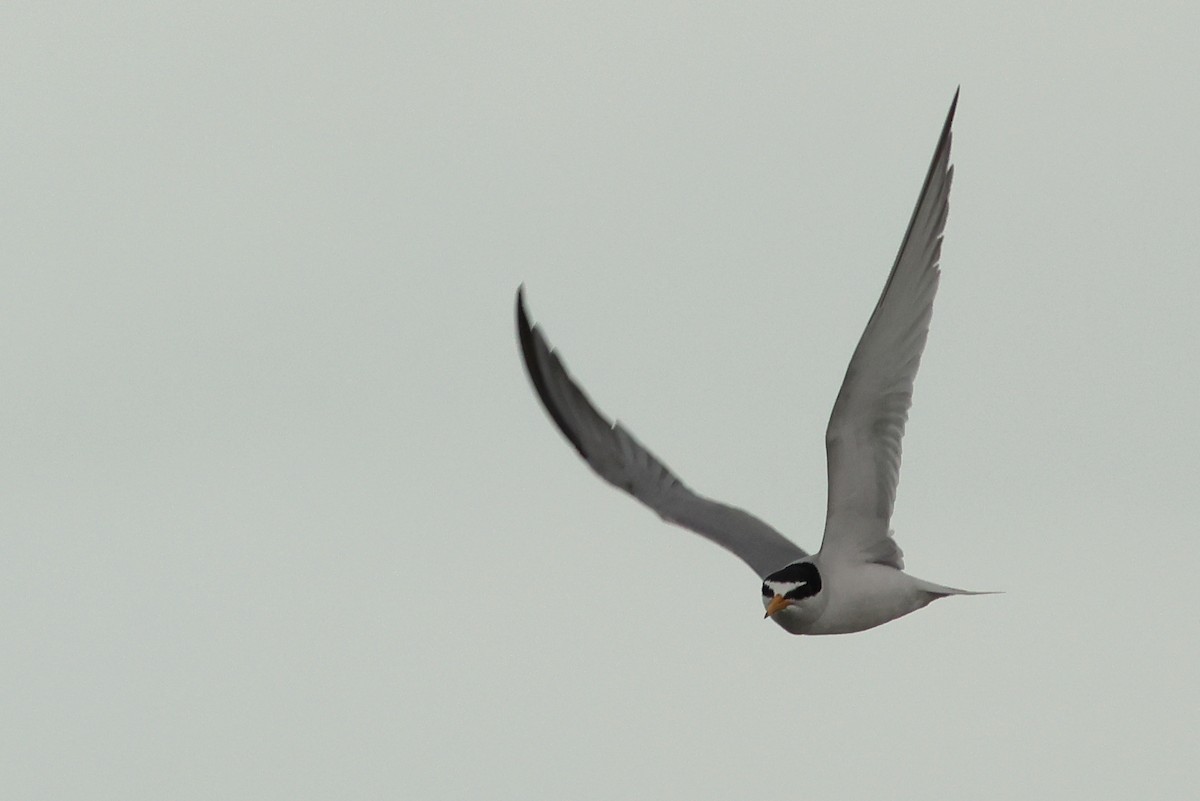 Little Tern - Andrzej Kośmicki