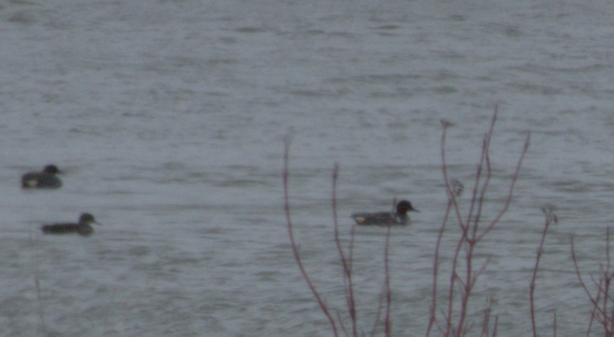 Green-winged Teal - ML617656366