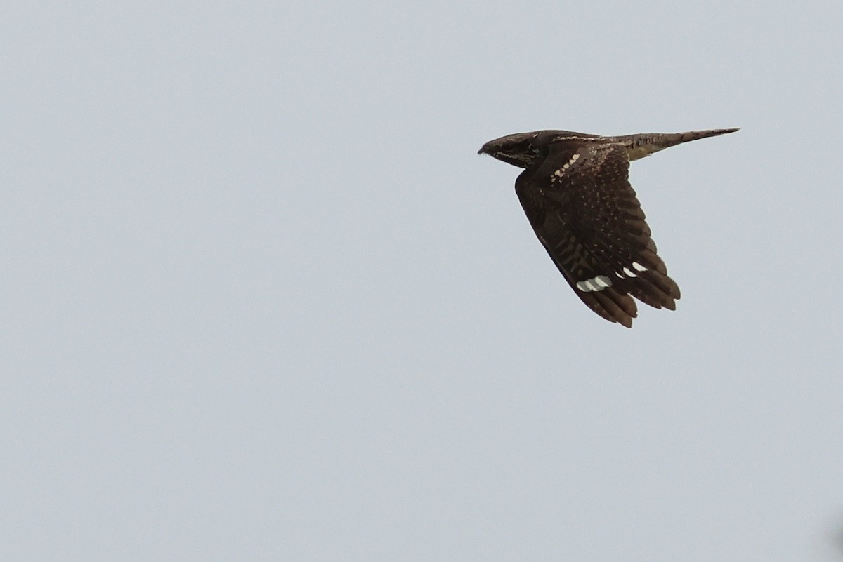 Eurasian Nightjar - ML617656392